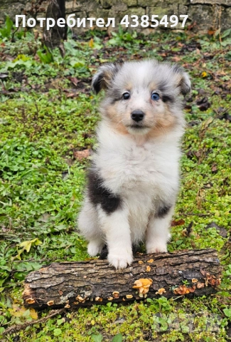 Кученца Шелти женска, снимка 4 - Други - 52802202
