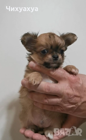 Чихуахуа мъжки и женски, снимка 11 - Чихуахуа - 41803190