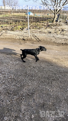 Продавам мъжко кученце на 6 месеца, снимка 6 - Курцхаар - 53474878