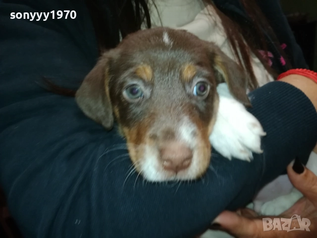 ДЖАК-женско КУТРЕ 2609250834, снимка 4 - Джак ръсел териер - 51842348