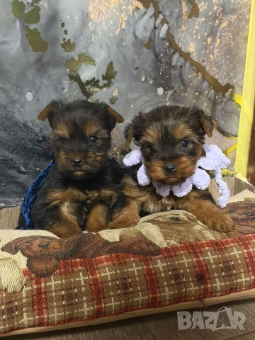 Йоркширски териер , снимка 8 - Йоркширски териер - 53259060