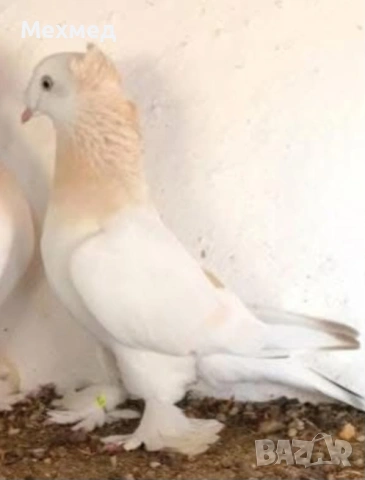 ИЗГУБЕН ГЪЛЪБ 