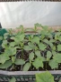 Разсад домати,краставици,пипер, снимка 9