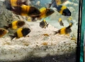 Африкански цихлиди / Трофеуси, снимка 3