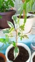 Трилистник, Индрише, Бегония, Бенджамин, Епипремнум, Билбергия , снимка 10