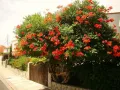 Кампсис, тромпетна лоза (Trumpet vine, Campsis radicans), снимка 9