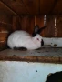Продавам Калефорнийски  зайци , снимка 2