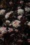 Физокарпус Диабло, Physocarpus Opulifolius Diablo, снимка 3