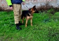 Обучено мъжко немска овчарка , снимка 4