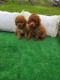 Мини пудел, снимка 6