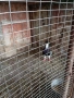 продавам гълъби, снимка 3