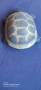 керамична костенурка 🐢 , снимка 4