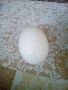 гъши яйца оплодени за люпене, снимка 2