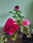 Комплект Растения , снимка 1 - Градински цветя и растения - 45428211