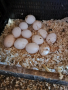 продавам оплодени яйца от Бял легхорн , снимка 5