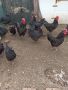 Яйца от черен Австралорп и Катунски кокошки, снимка 1 - За птици - 45669618