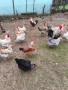 Продавам Оплодени Домашни Яйца , снимка 1