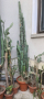 Кактуси на 45 години, снимка 1 - Градински цветя и растения - 45019090