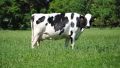 ФУРАЖ ЗА Млечни крави, снимка 1 - Крави - 45886048