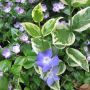 Винка Вариегатна, Vinca major Variegata, снимка 5