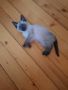 Сиамско коте родено на 10.03.24г., снимка 1 - Сиамска - 41969959