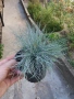 Фестука - Синя трева , снимка 7