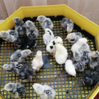 продавам яйца от зибрайт , снимка 2 - Кокошки и пуйки - 45438261