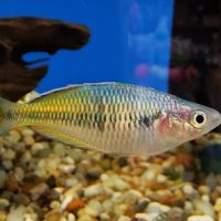 Меланотения босемани / Melanotaenia boesemani / Rainbow fish, снимка 1 - Рибки - 45765613