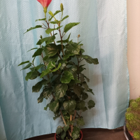 Китайска роза 100см., снимка 2 - Стайни растения - 45055061