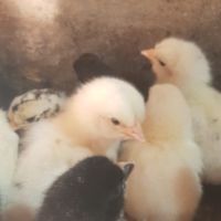 Пиленца от зелени яйца на един месец, снимка 3 - Кокошки и пуйки - 45614138