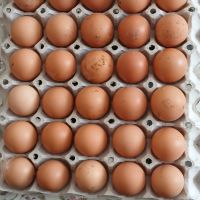 Оплодени яйца  легхорн и Л.Браун 1лв.брой.изпращам по Еконт  . тел.0.8.8.2.4.3.3.2.6.5., снимка 1 - Кокошки и пуйки - 45605446