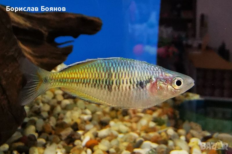 Меланотения босемани / Melanotaenia boesemani / Rainbow fish, снимка 1