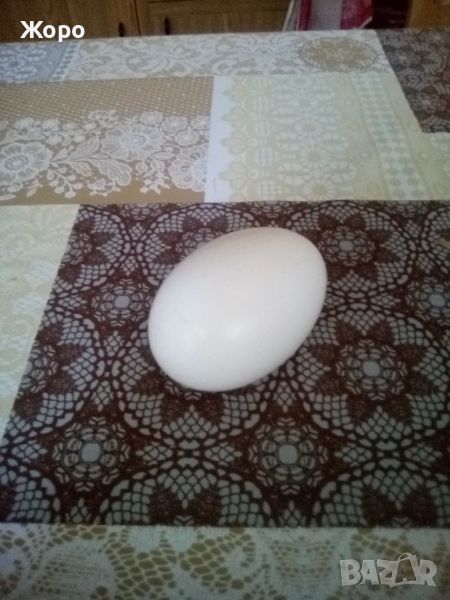 гъши яйца оплодени за люпене, снимка 1