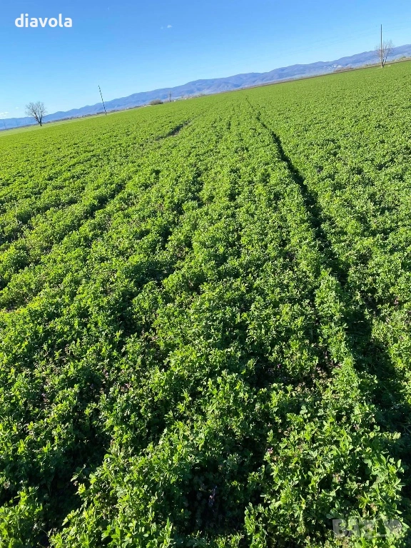 Люцерново семе, снимка 1