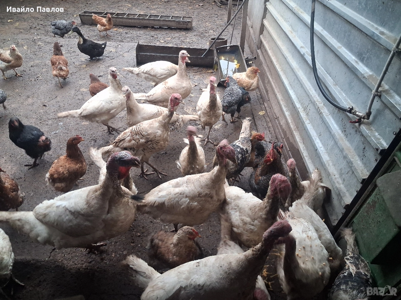 Пуйки, снимка 1