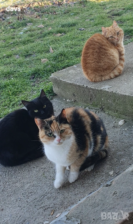 Черна котка на 6 месеца търси дом, снимка 1