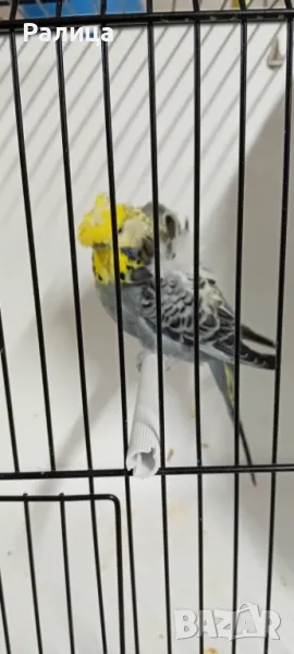 Вълнисто папагалче хогоромо, снимка 1