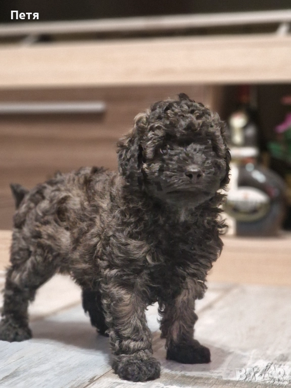 Пудел мини момче, снимка 1