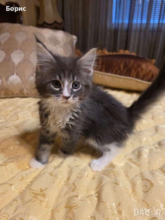 Мейн куун котета, снимка 1