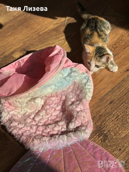 Подарявам котенце, снимка 1