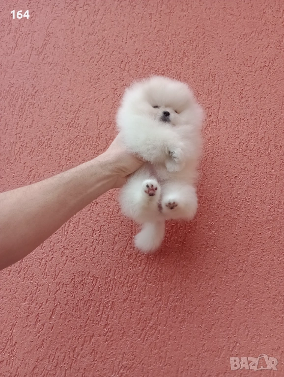 Бяло мини момиченце. Померан., снимка 1