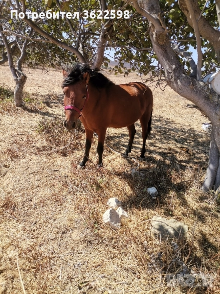 Продавам кон 5г.Спешно, снимка 1