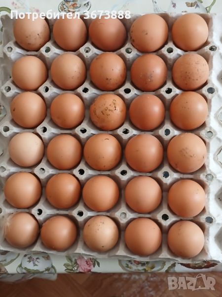 Оплодени яйца  легхорн и Л.Браун 1лв.брой.изпращам по Еконт  . тел.0.8.8.2.4.3.3.2.6.5., снимка 1