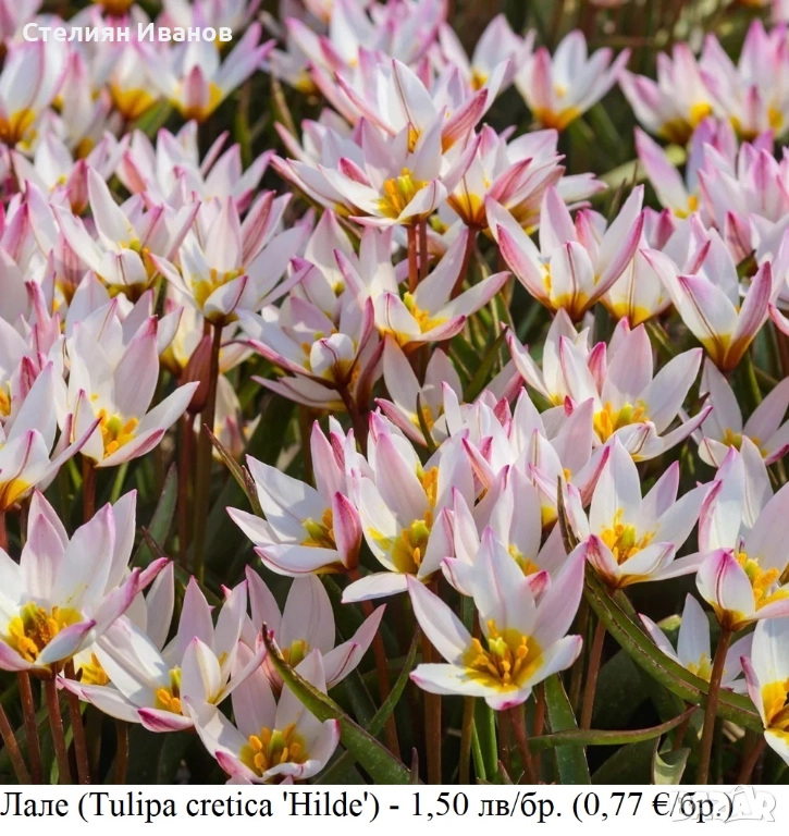 Лале (Tulipa cretica 'Hilde') - луковици, снимка 1