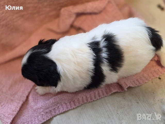 Японски хинчета, снимка 14 - Други - 52506287