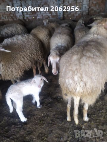 Продавам овце , снимка 7 - Овце - 46024030