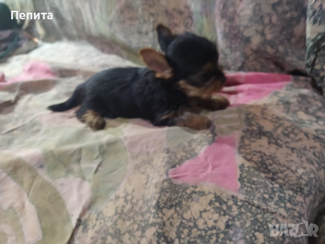 Мини йоркширски териери, снимка 9 - Йоркширски териер - 51977621