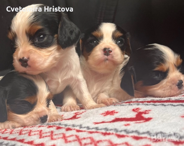 Кавалер кинг шпаньол , снимка 2 - Кавалер кинг чарлз шпаньол - 53327364