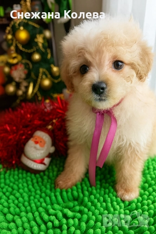 Кученца от порода Помапу , снимка 4 - Други - 52854678