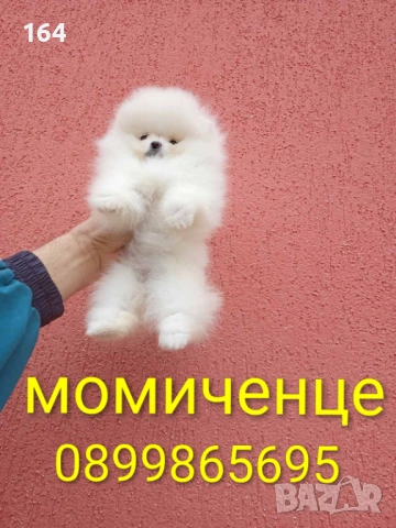 Бели мини Померани. Реални снимки от 04.04.26 г. , снимка 6 - Померан - 54012946